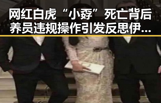 网红白虎“小孬”死亡背后养员违规操作引发反思伊朗国足终获签证迎接世界杯