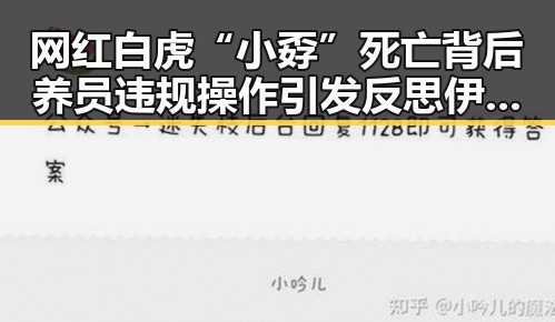 网红白虎“小孬”死亡背后养员违规操作引发反思伊朗国足终获签证迎接世界杯